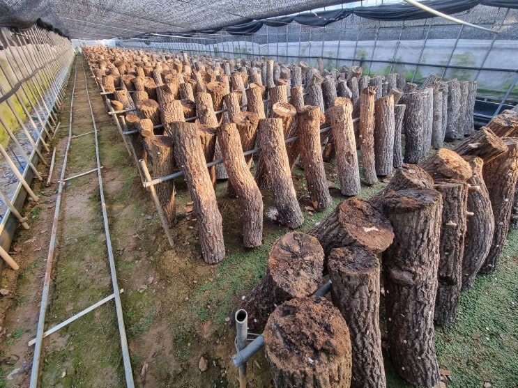 표고버섯 재배방법-나무 뒤집기 작업 시작/겨울철 관리