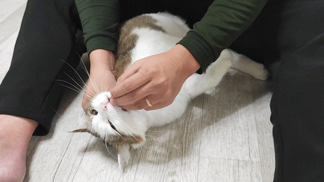 고양이 헤어볼 토 인트라젠 약 먹이기 고양이 헤어볼 토 인트라젠 약 먹이기