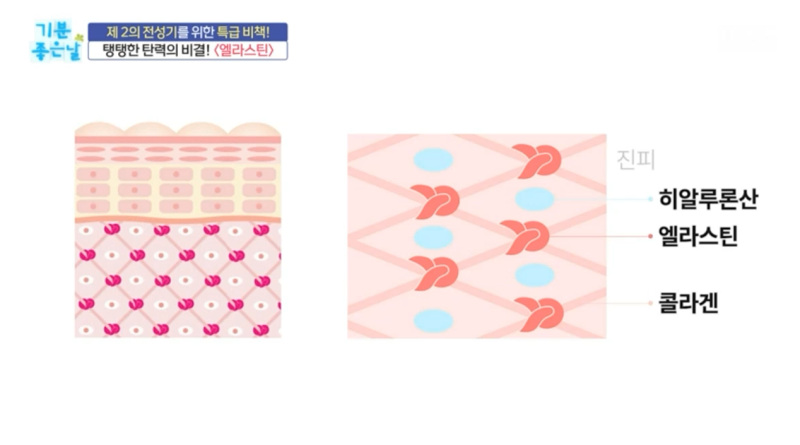 식용 엘라스틴 저분자량 탄력 콜라겐 고르는 방법 알아보기! 식용 엘라스틴 저분자량 탄력 콜라겐 고르는 방법 알아보기!