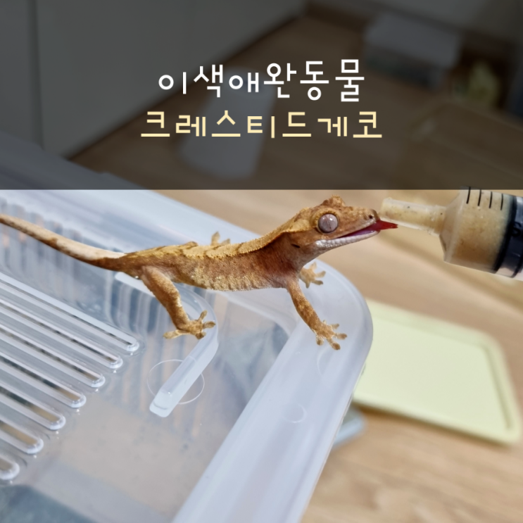 이색 취미생활(작은친구들과의 일상)