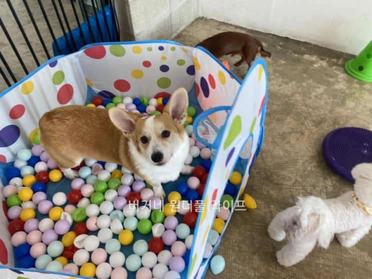  [버거의 개치원 생활] 강아지유치원 가기 싫어 하는 아이
