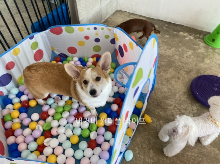 [버거의 개치원 생활] 강아지유치원 가기 싫어 하는 아이