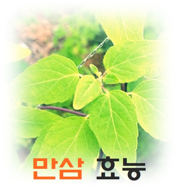  만삼효능 알고 먹어요