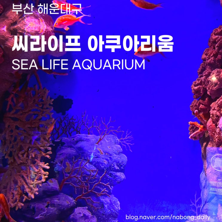  [부산해운대놀거리] 아이와 가볼만한곳 씨라이프 부산 아쿠아리움 할인정보 주차 해피타임