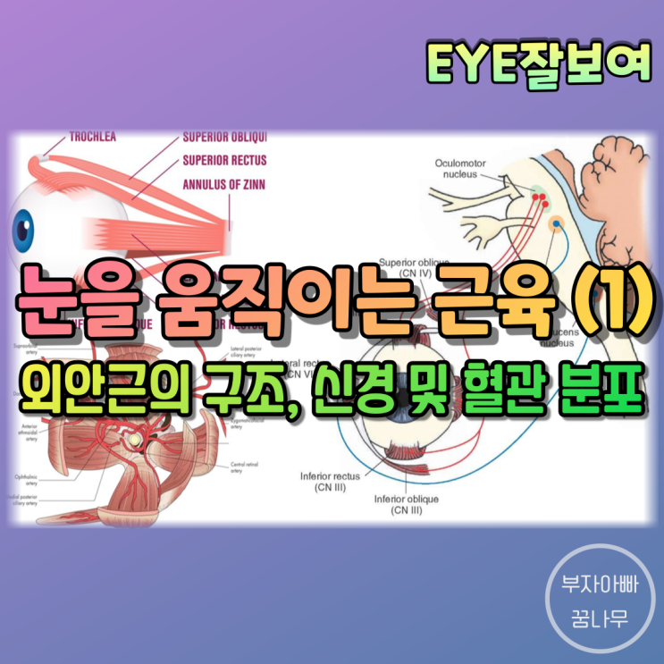 [EYE잘보여] 눈을 움직이는 근육에 대해 알아보자 (1) - 외안근(Extraocular muscle; EOM)의 구조, 외안근의 신경지배, 외안근의 혈관분포