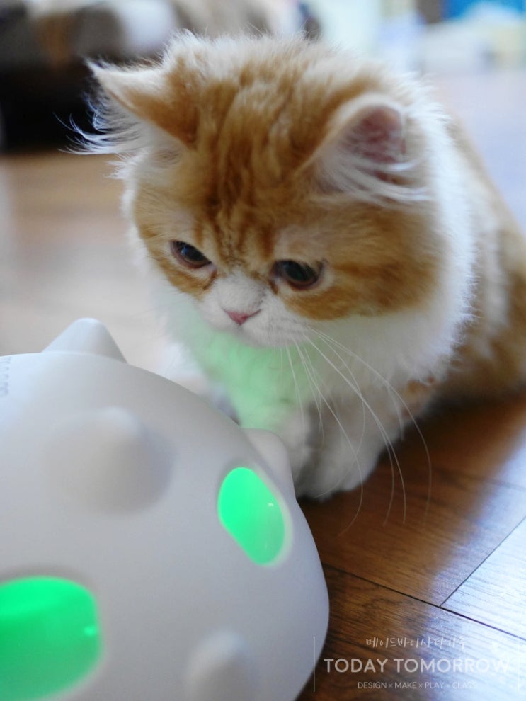  고양이 자동 장난감 빙그르르 UFO