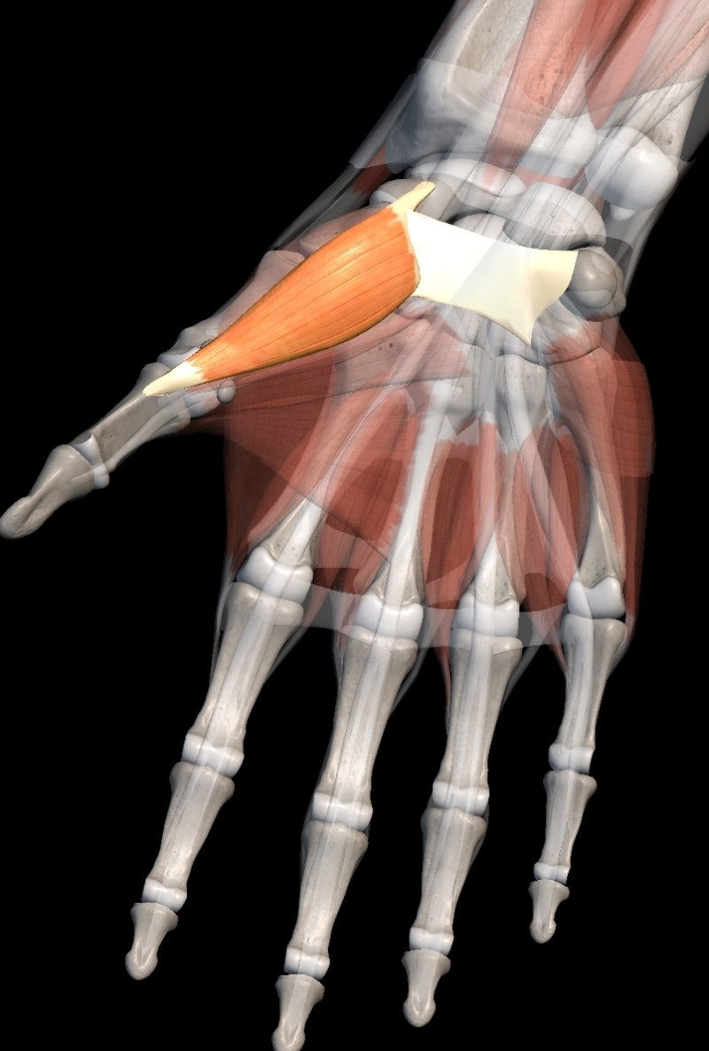Thenar muscle(엄지두덩근) : Abductor pollicis brevis, Flexor pollicis brevis ...