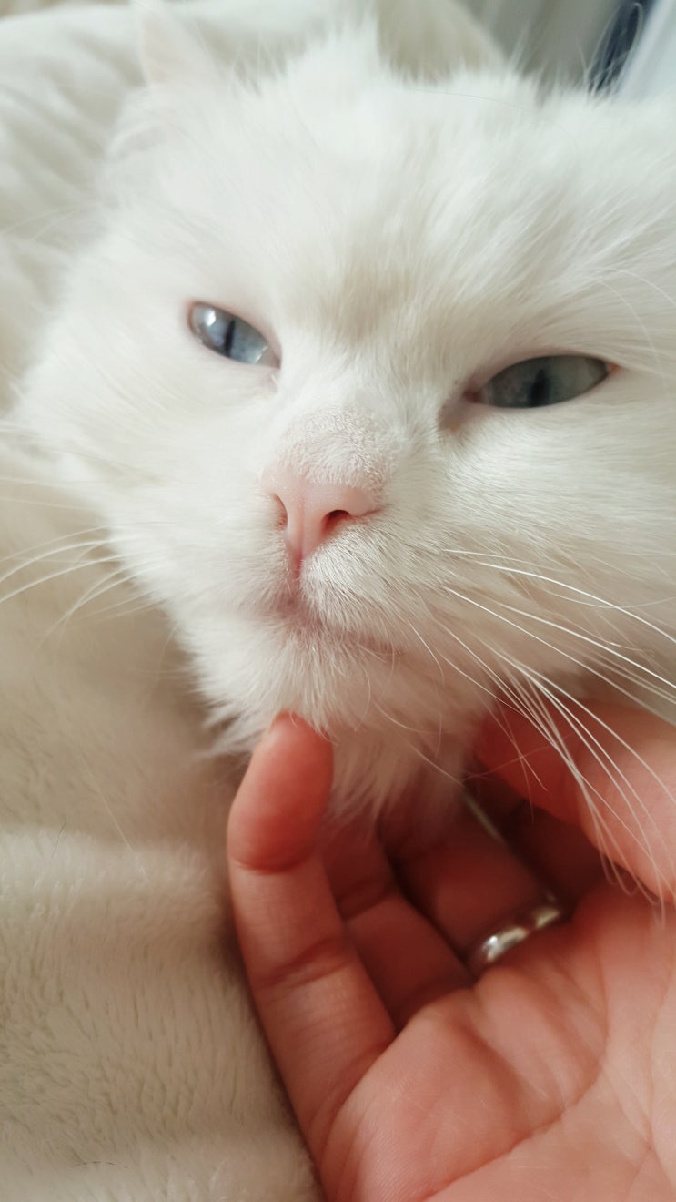  반려동물 반려고양이/콩두부네에서 두부를 맡고 있습니다.