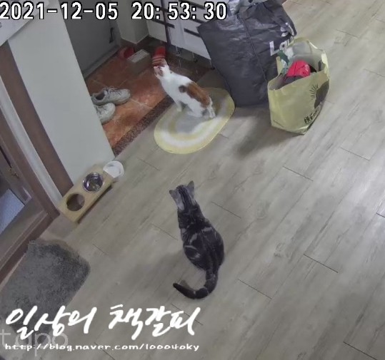  <2인2묘 라이프> 2021. 12. 3.~7. 고양이도 외로워요