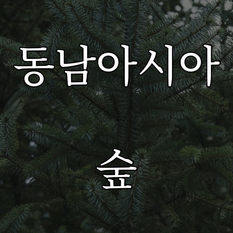  동남아시아 어느 숲 / 레전드 공포 이야기