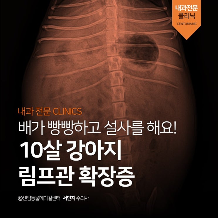  10살 강아지  림프관 확장증 (부산 강아지 내과 전문진료 동물병원, 센텀동물메디컬센터 수영점)