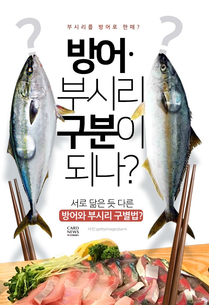  [카드뉴스] 방어·부시리 구분이 되나? “서로 닮은 듯 다른 방어와 부시리 구별법?”