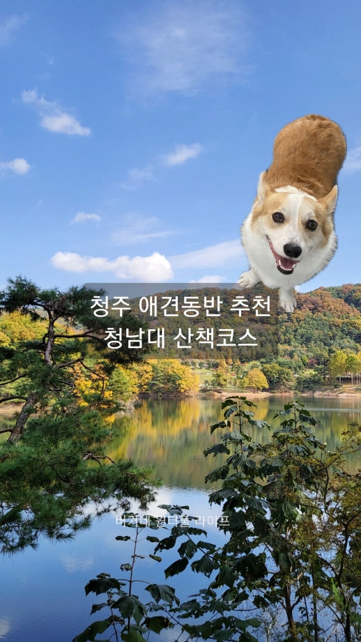  반려견동반 청주 여행 청남대 꼭 들러야할 산책 코스!