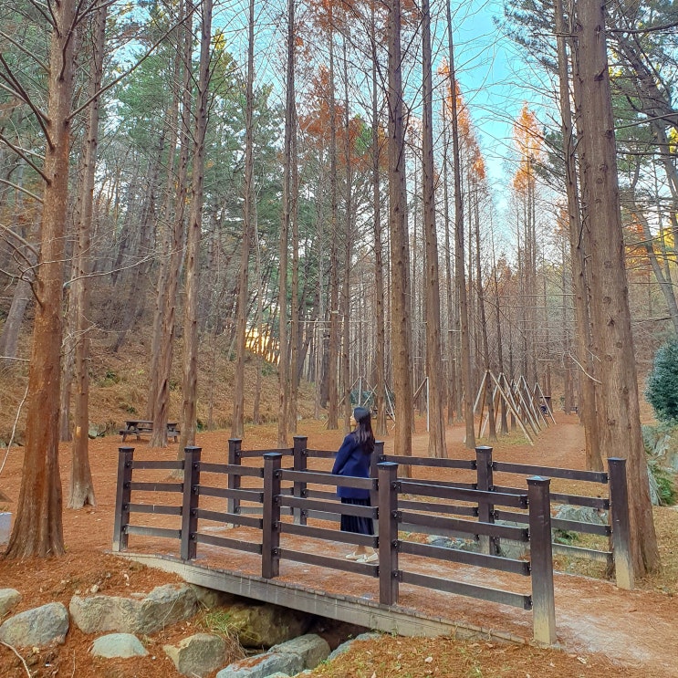  울산 숨은 명소, 울산대공원 메타세쿼이아 길 산책(+위치)