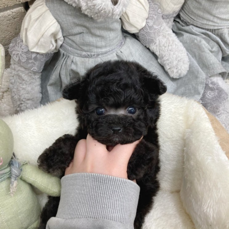  논산강아지분양 모색이 이쁜 실버푸들 아이