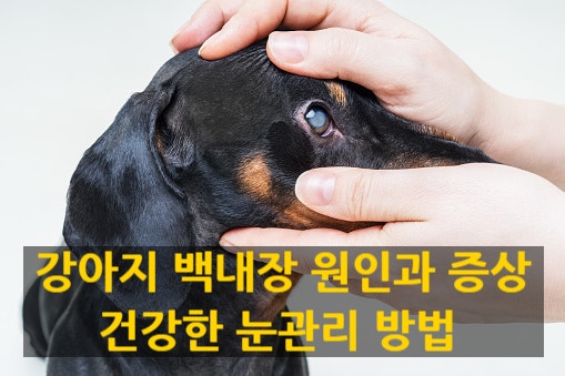 강아지 백내장 증상과 반려견 눈관리 방법