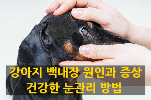  강아지 백내장 증상과 반려견 눈관리 방법