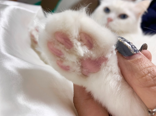  앱코 오엘라 저소음 흡입식 이발기 고양이 이발기로 발바닥 털 관리했어요