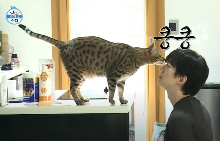  우리집으로 가자 - 준호네 고양이