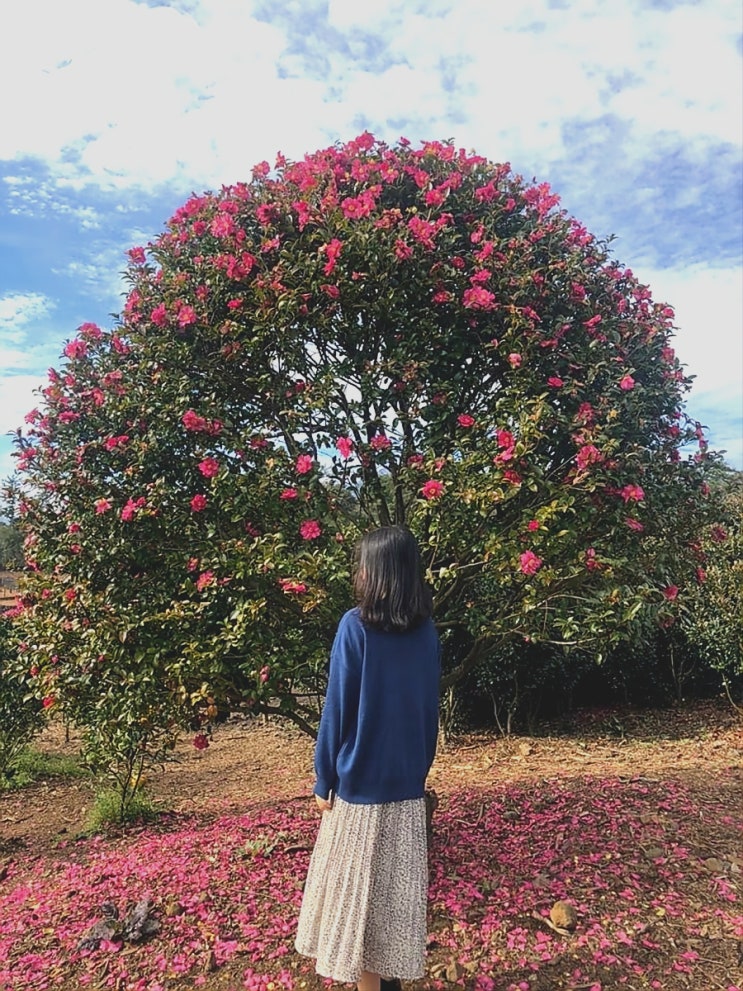 제주도 볼거리 동백 포레스트에서 인생샷 건지기 좋아요