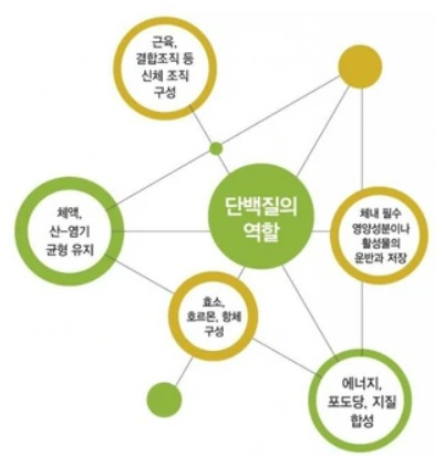  [이수역필라테스] 단백질을 꼭 섭취해야하는 이유는? 단백질의 기능과 건강 관련 편