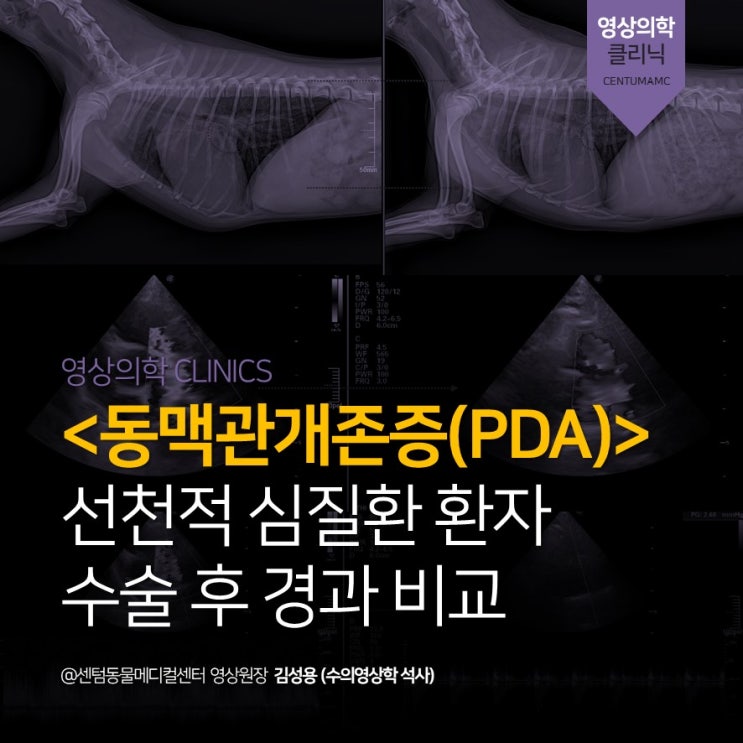  <동맥관개존증(PDA)> 수술 후 경과 비교 (부산 강아지 심장전문 동물병원, 센텀동물메디컬센터 수영점)