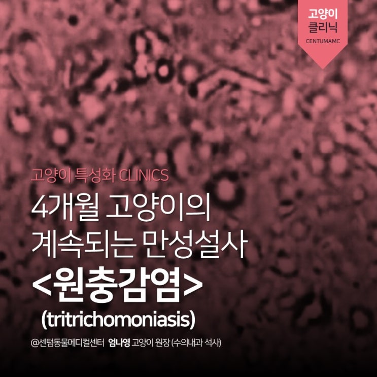  4개월 고양이의 만성설사 <원충감염> (tritrichomoniasis) (부산 고양이 전문진료병원, 센텀동물메디컬센터 수영점)