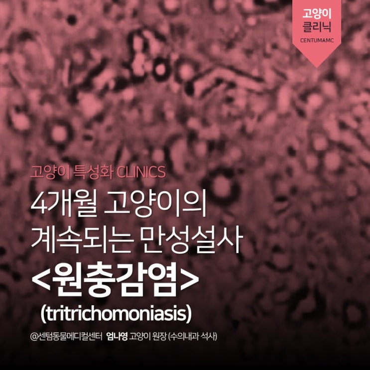 4개월 고양이의 만성설사 &lt;원충감염&gt; (tritrichomoniasis) (부산 고양이 전문진료병원, 센텀동물메디컬센터 수영점)