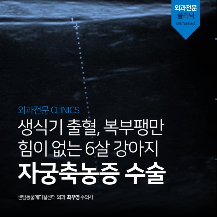  6살 강아지 <자궁축농증> (부산 수술전문 센텀동물메디컬센터, 24시간 입원 모니터링 동물병원)