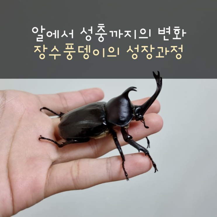  장수풍뎅이의 한살이