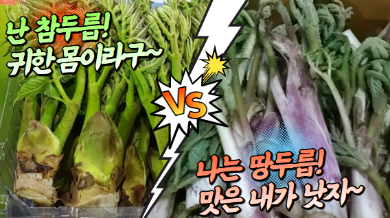  [경매사 강추 농산물] 두릅, 알고 드시나요?