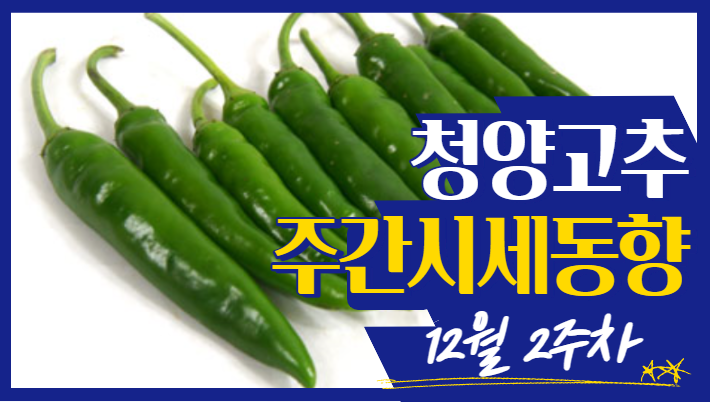 [경매사 주간보고] 12월 2주차 가락시장 청양고추 경매동향을 보고드립니다.