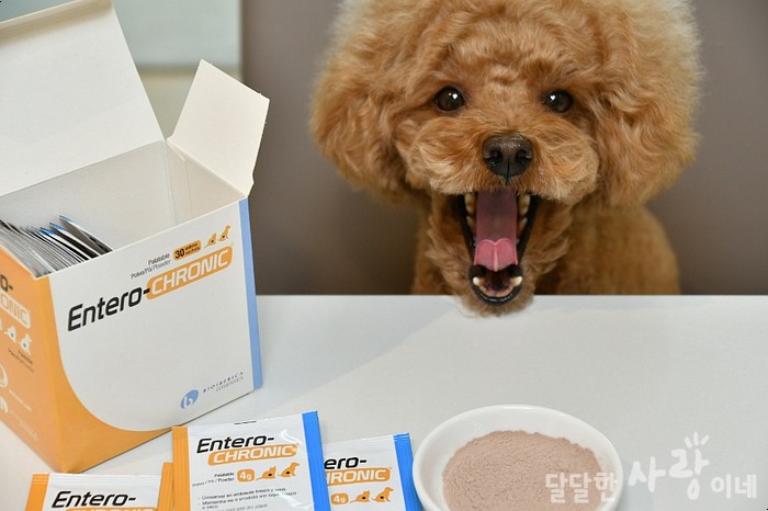 강아지 유산균 장건강을 위한 애견영양제