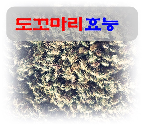  도꼬마리 생각보다 다양한 효능을 가지고 있어요