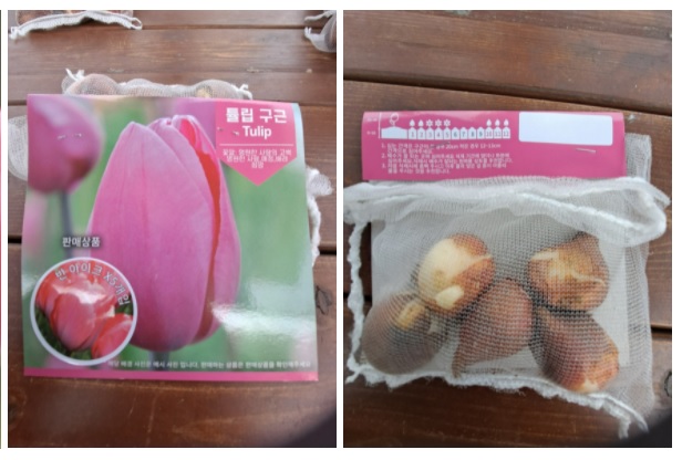 봄을 기다리며 튤립을 심다