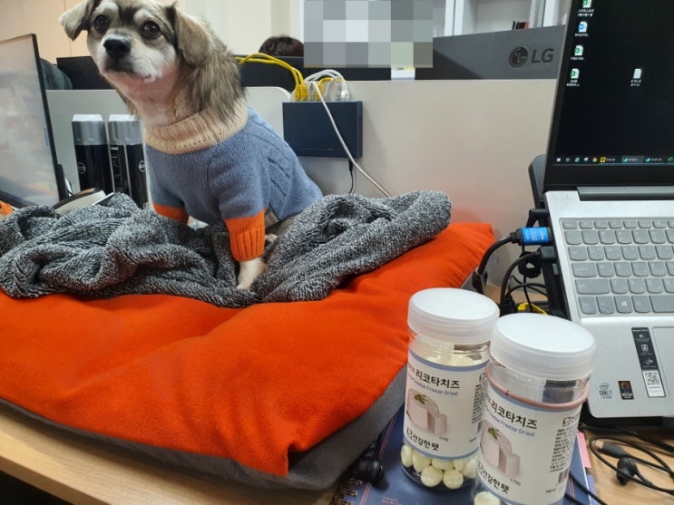  강아지 리코타치즈 건강한펫 동결건조 트릿