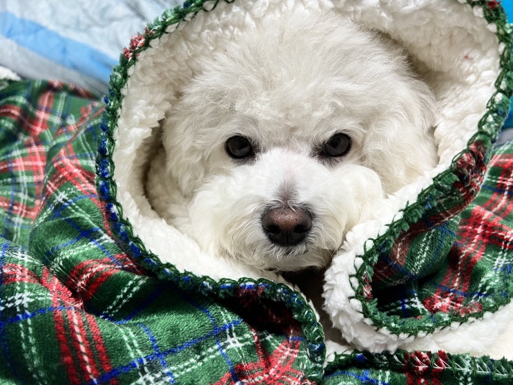 [내돈내산] 2021 배스킨라빈스 플리스 블랭킷 수령~! 크리스마스 느낌 물씬 나는 담요!