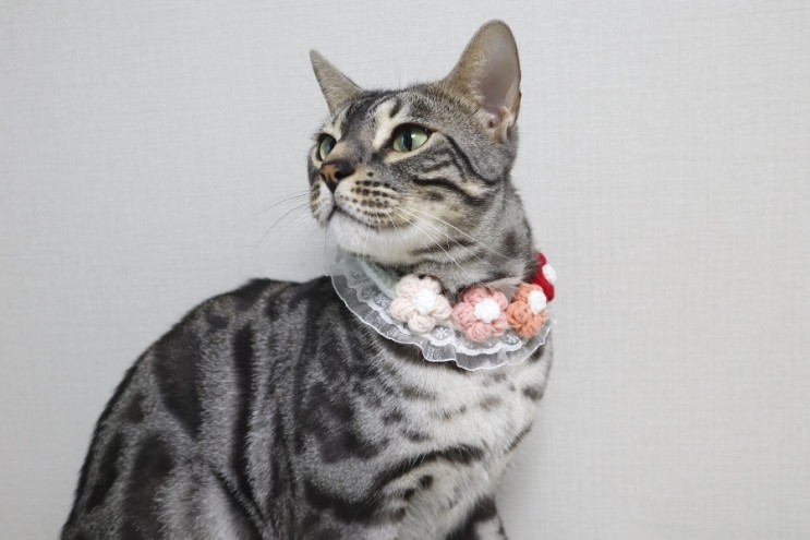 미묘폭발 시켜주는 고양이케이프 꽃목걸이로 예쁨 뽐내기