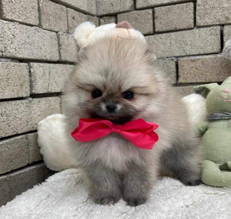  대전포메라니안분양 모색이 너무나도 이쁜