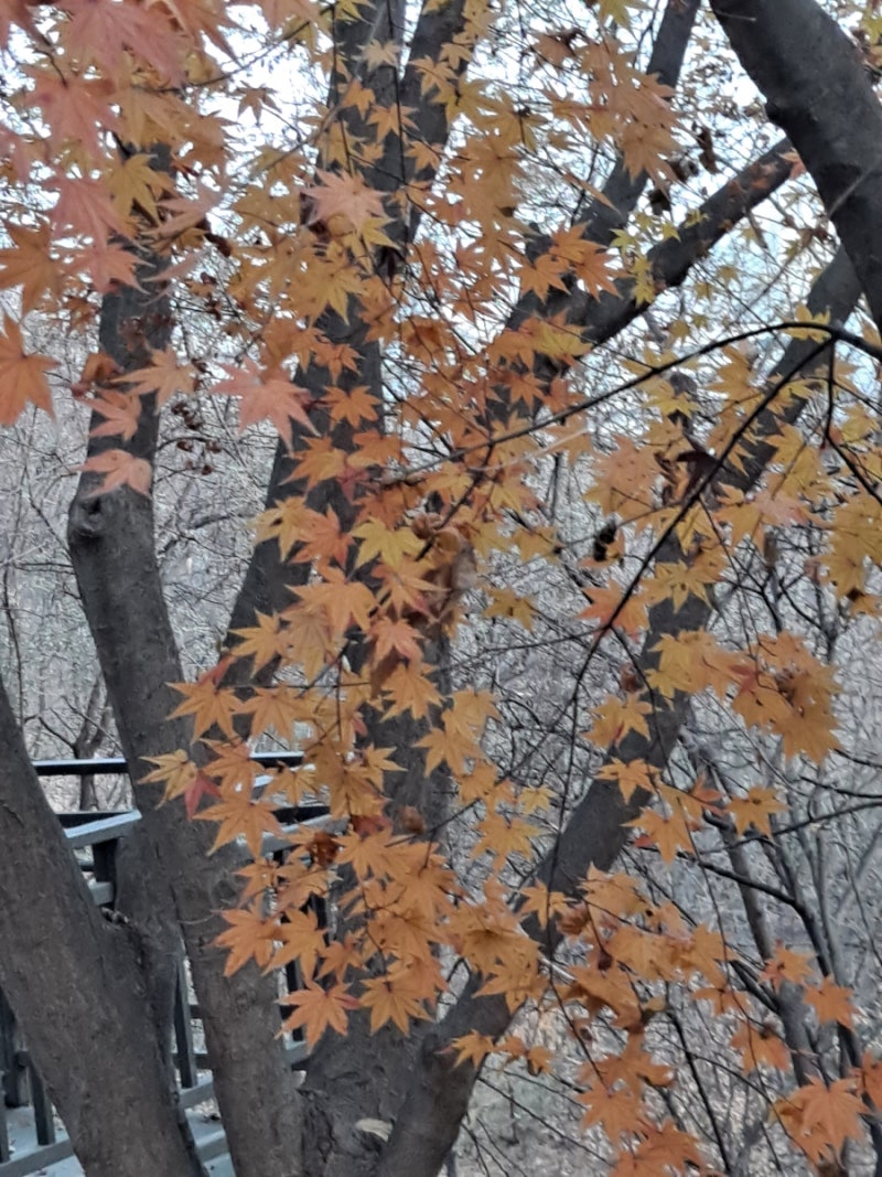 신정산을 가다-92\u003c사철나무 이야기\u003e : 네이버 블로그, image size:800x1067