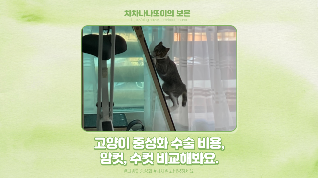  고양이 중성화 수술 시기와 비용. 암컷, 수컷 금액 차이 비교해 보았어요.