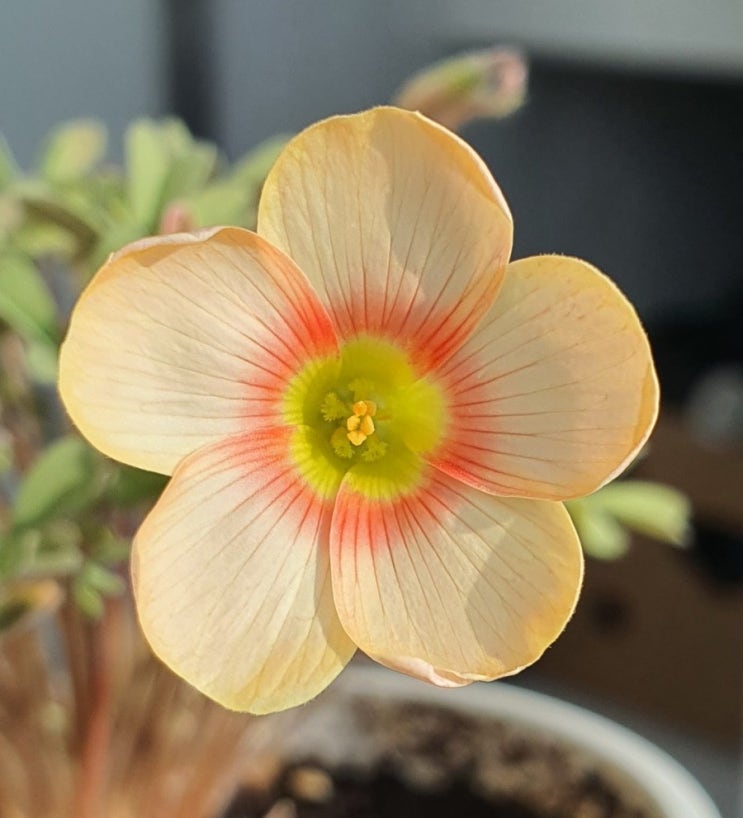  사랑초 15호 ~, Oxalis. Obtusa. Apricot Cream 어프리콧크림