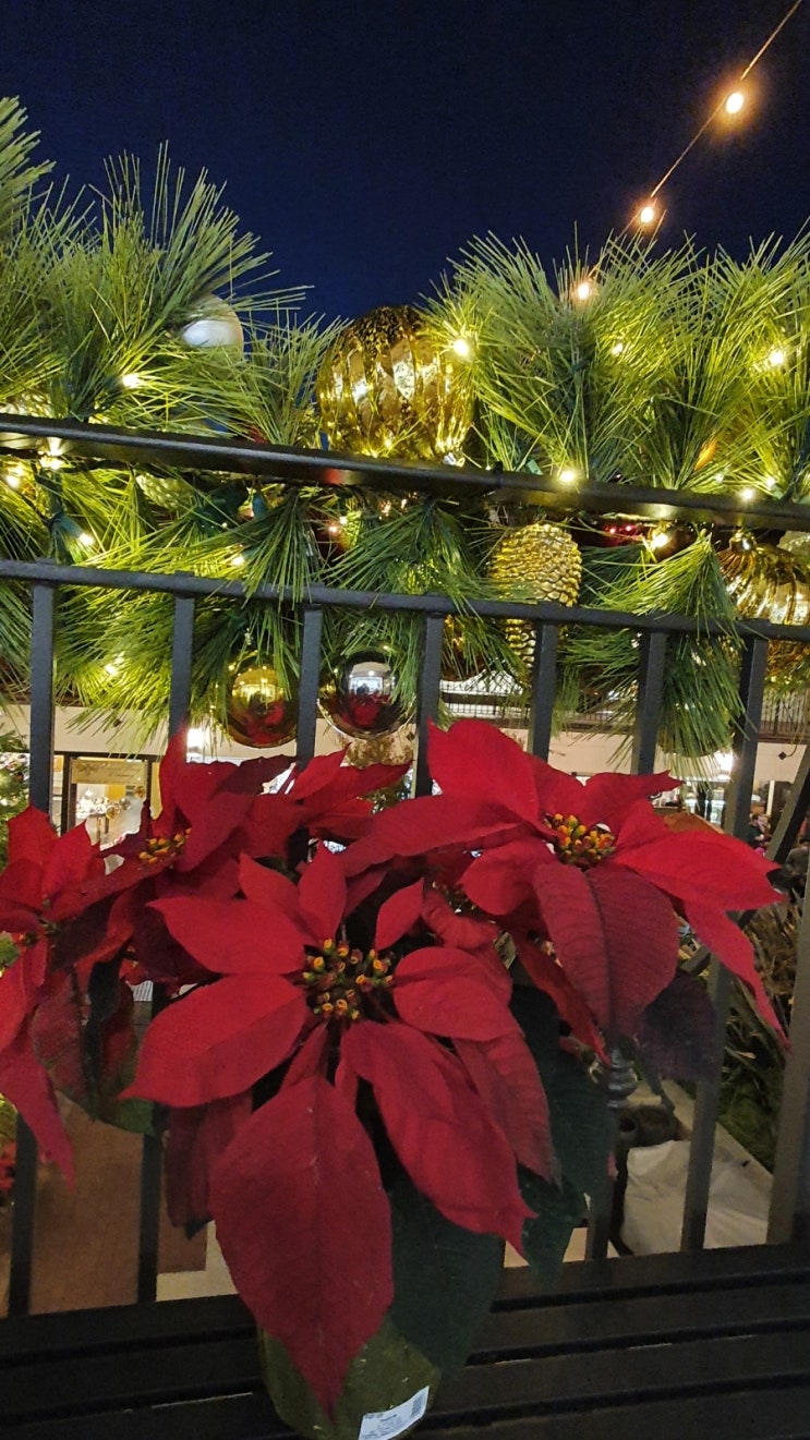  크리스마스꽃 포인세티아 Poinsettia 의 모든것을 알아볼게요  꽃말 유래  풍수지리 까지