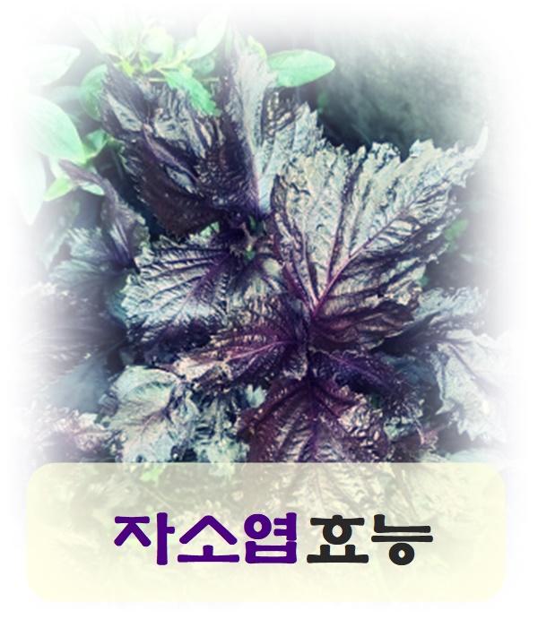  자소엽효능 알고 먹어요