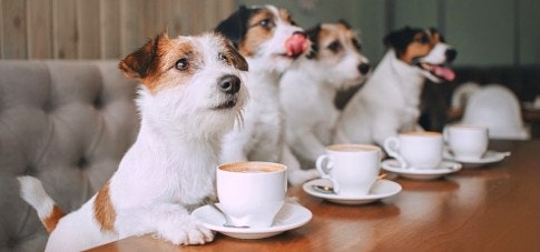 강아지 커피 마시면 안되요! 실수로 마셨을때 대처법