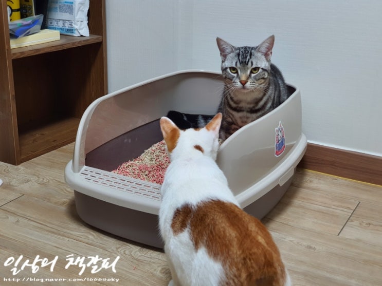  고양이 화장실 두부모래 추천! <엔터펫 두부모래>로 냄새걱정 끝