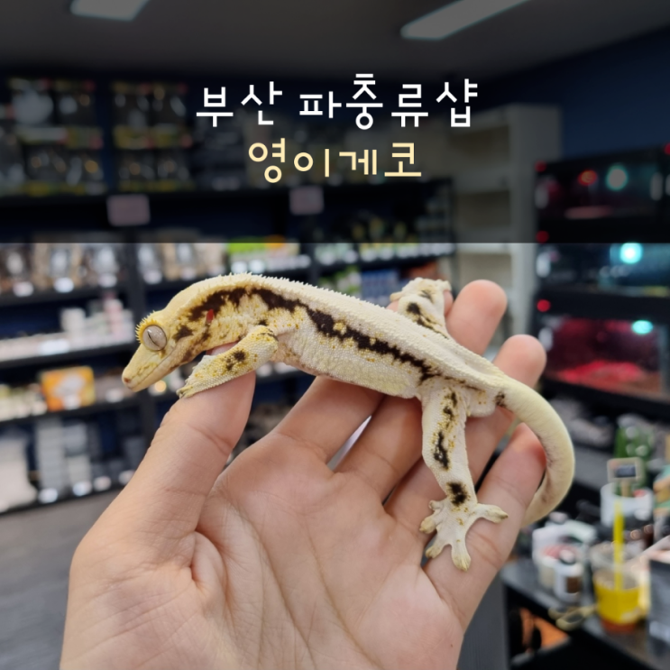  부산 파충류샵 영이게코