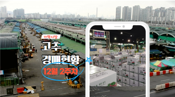  [경매사가 알립니다] 가락시장 12월 2주차 고추유통현황