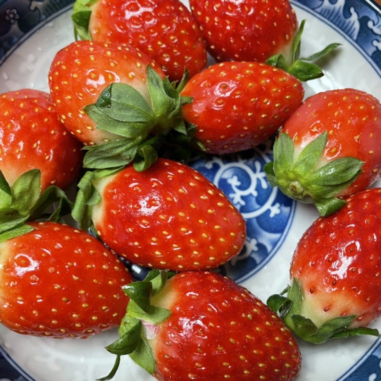  벌써 2주 순삭된 12월 일상(거인의 포트폴리오, 샐러디, 해빗컵, 베라고디바, 오죽이네, 뼈찜, 다이어트도시락, 두부면파스타, 더미, 딸기, 소금빵, 알리 스트랩직구, 을지분식)