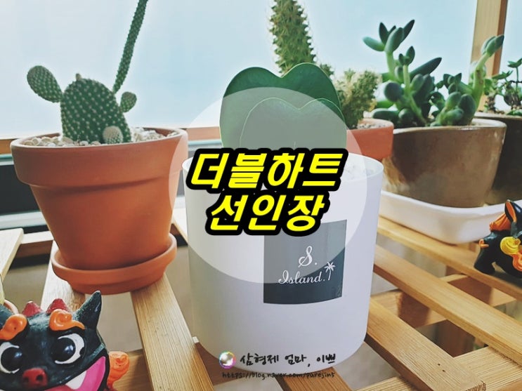  실내공기정화식물 에스아일랜드 더블 하트 선인장, 전자파차단식물 다육이 더블하트호야다육이로 식물인테리어하세요